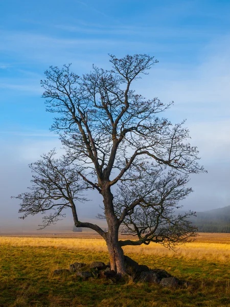 Solitérní strom v podzimním čase — Stock fotografie
