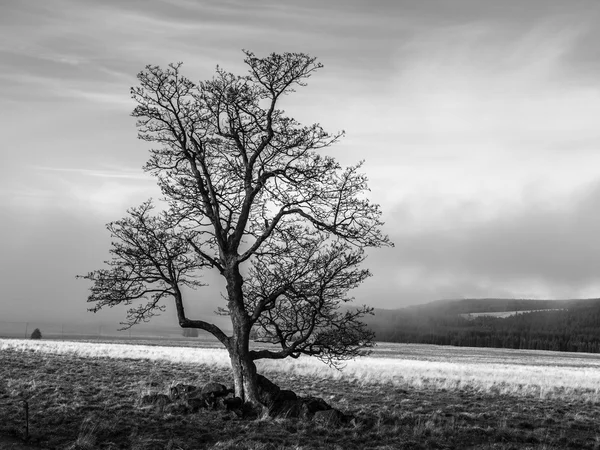 Sonbahar zaman içinde yalnız ağacı — Stok fotoğraf