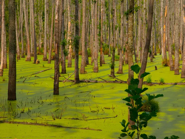 Pântano verde na floresta — Fotografia de Stock