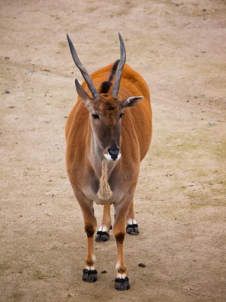 Common eland — Stock Photo, Image