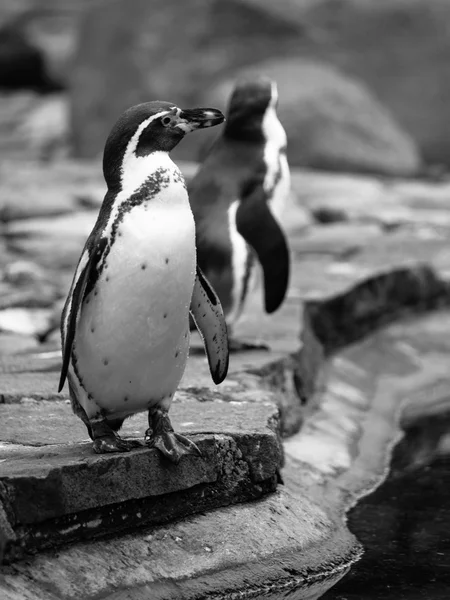 Pinguim Humboldt — Fotografia de Stock
