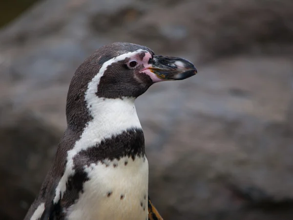 Pinguino di Humboldt — Foto Stock