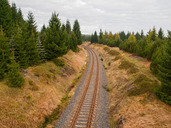 Ferrovia na floresta — Fotografia de Stock