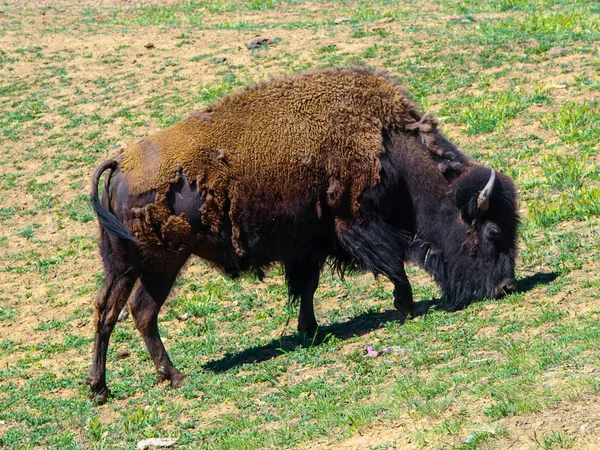 American Bison — Stock Photo, Image