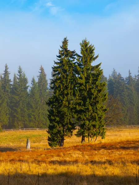 Spruce twin — Stock Photo, Image