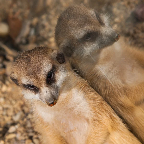 Τεμπέλης meerkat — Φωτογραφία Αρχείου