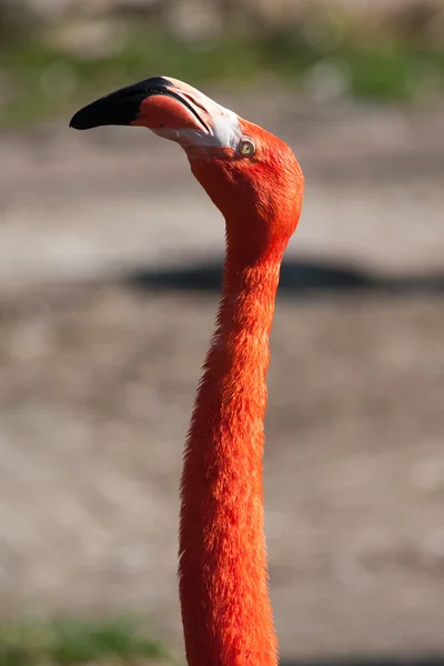 Flamingo-Porträt — Stockfoto