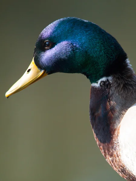 Drake head — Stock Photo, Image