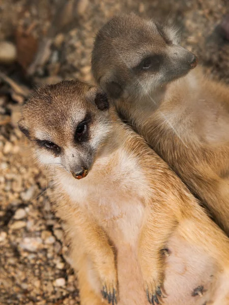 Τεμπέλης meerkat — Φωτογραφία Αρχείου