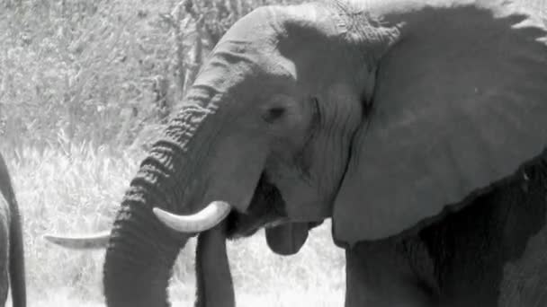 African elephant drinking water — Stock Video