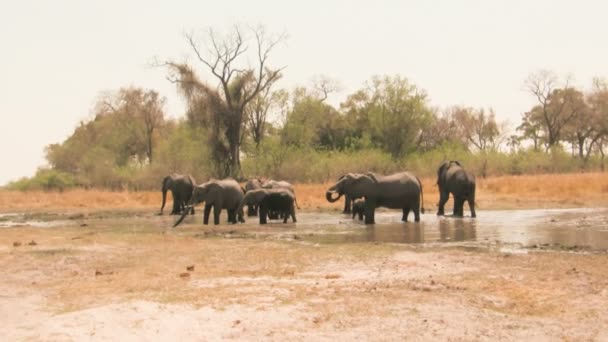 Słonie afrykańskie w waterhole — Wideo stockowe