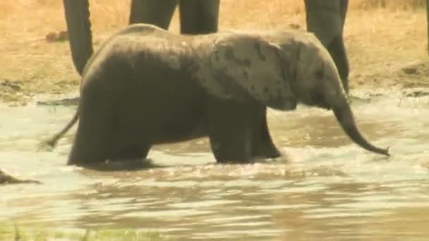 Afrikansk elefant baby spelar i vattnet — Stockvideo