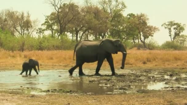 Afrikaanse olifant baby na haar moeder — Stockvideo