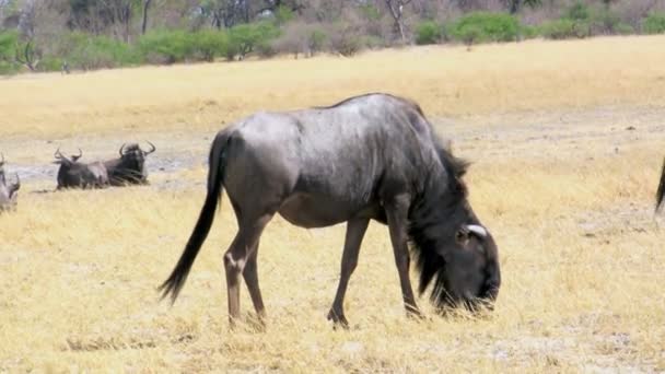 Wildebeest utfodring — Stockvideo