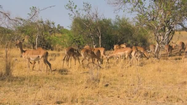 群的黑斑羚在热带稀树草原 — 图库视频影像