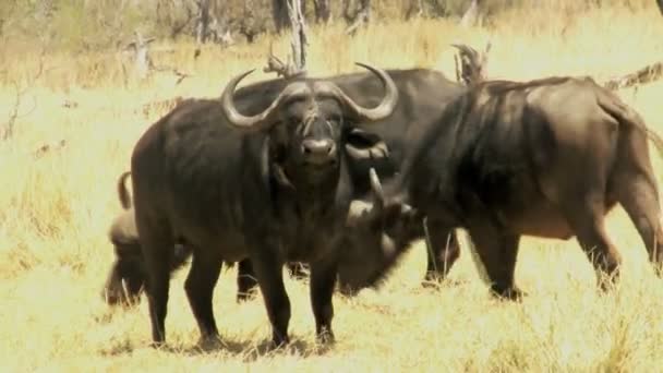 Buffalo verstoord door vogels — Stockvideo