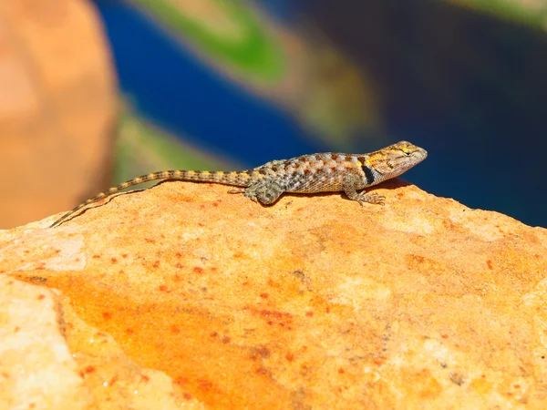 Sagebrush lizard on the rock — Stock Photo, Image