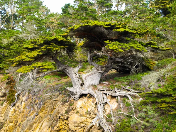 Cypress strom detailní pohled — Stock fotografie