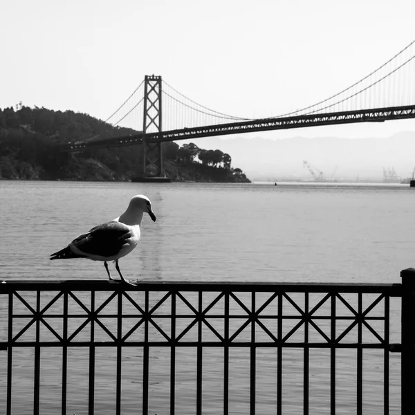 Martı ve Oakland Körfezi Köprüsü arka planda — Stok fotoğraf