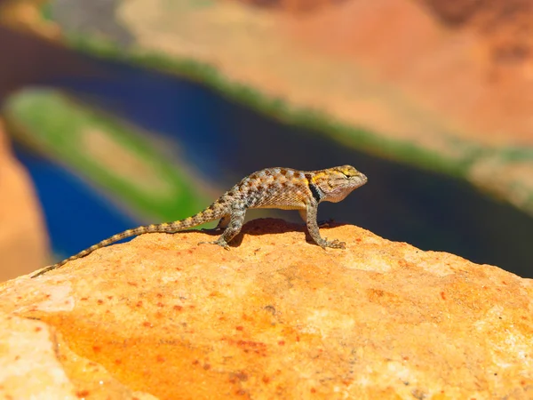 Lagarto Sagebrush na rocha — Fotografia de Stock