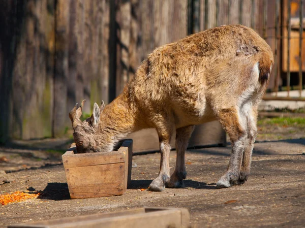 Joven markhor tadjik — Foto de Stock