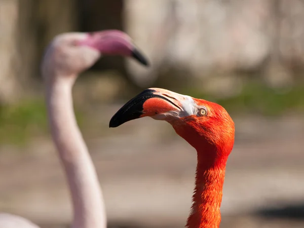 Red and pink flamingo — Stock Photo, Image