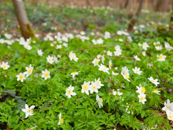 Weiße Anemonen — Stockfoto