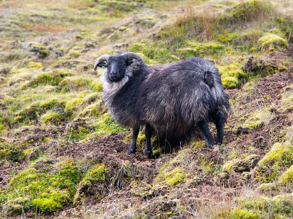 Moutons noirs islandais — Photo