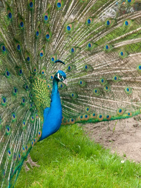 Formanın tüyleriyle peacock — Stok fotoğraf