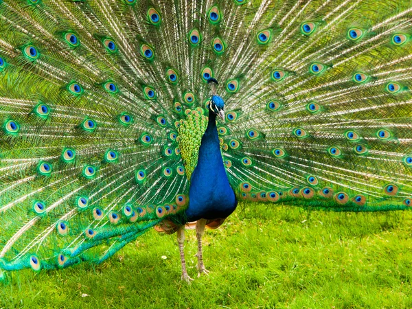 Pavão com penas espalhadas — Fotografia de Stock