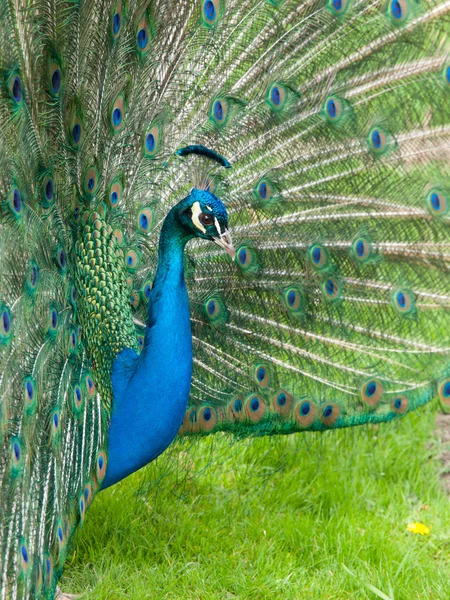 Peacock met verspreiding veren — Stockfoto