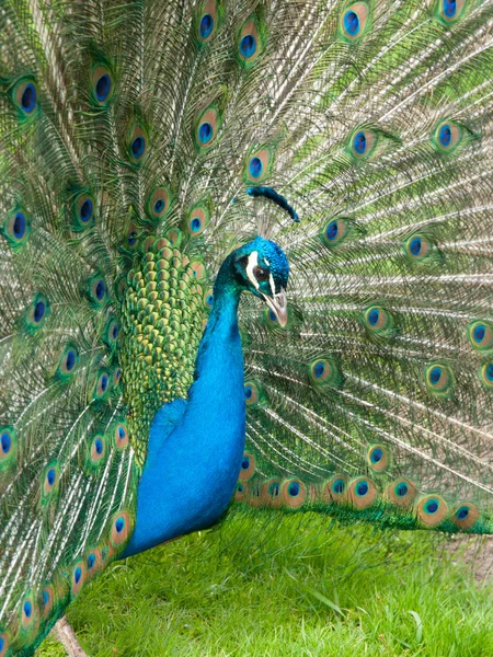 Pfau mit gespreizten Federn — Stockfoto