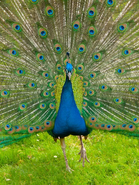 Peacock met verspreiding veren — Stockfoto