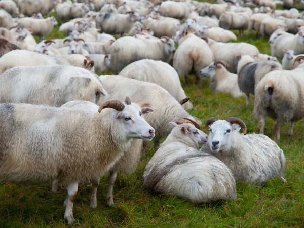 Herd of sheeps — Stock Photo, Image