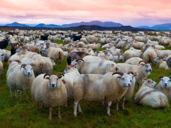 Herd of sheeps — Stock Photo, Image