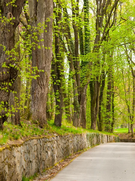 Park road with walls and trees around — Stock Photo, Image