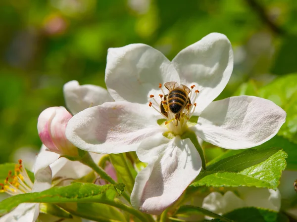 Včelí a cherry blossom — Stock fotografie