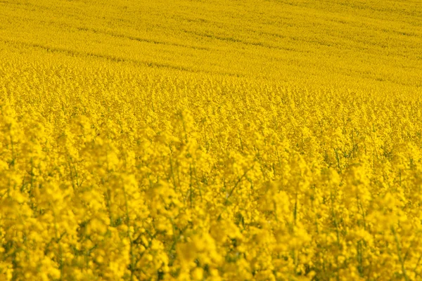 Campo amarillo de colza planta canola — Foto de Stock