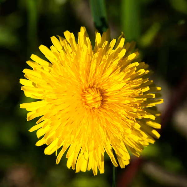 Blühender Löwenzahn — Stockfoto