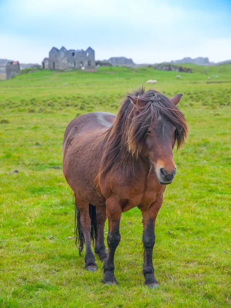Icelandic horse on the meadow — Stock Photo, Image