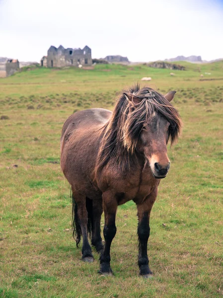 Islantilainen hevonen niityllä — kuvapankkivalokuva