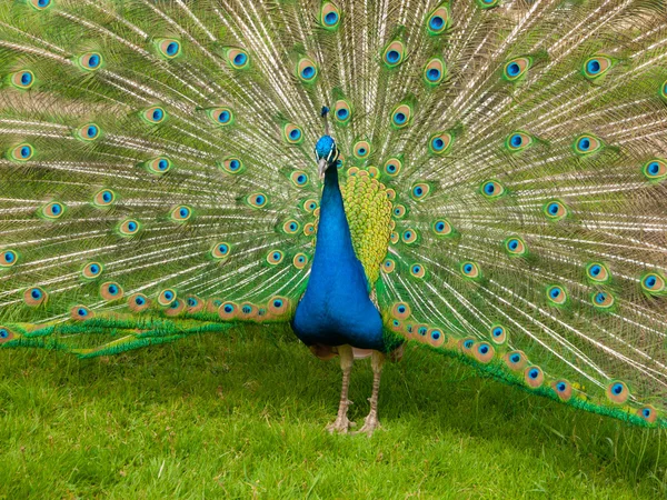 Pfau mit gespreizten Federn — Stockfoto