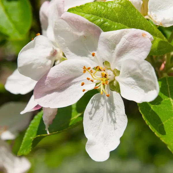 Körsbärsblommor — Stockfoto