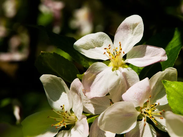 Třešňové květy — Stock fotografie