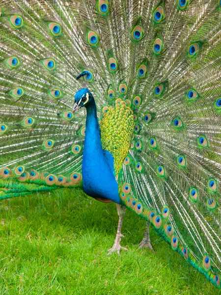 Pavão com penas espalhadas — Fotografia de Stock