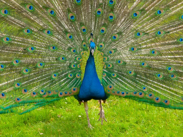 Peacock met verspreiding veren — Stockfoto