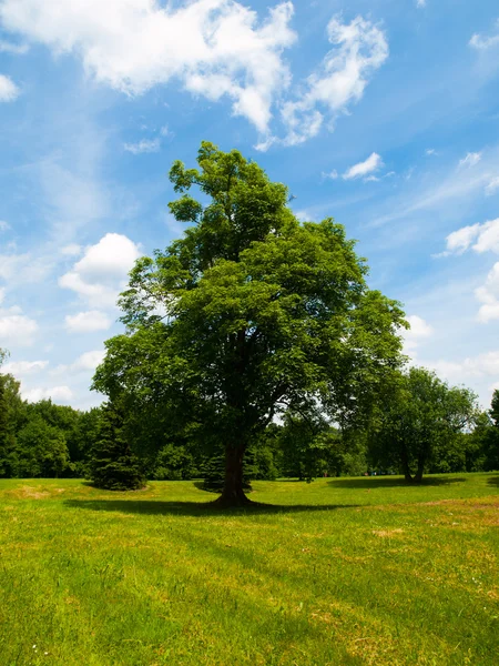 Árvore verde num prado — Fotografia de Stock