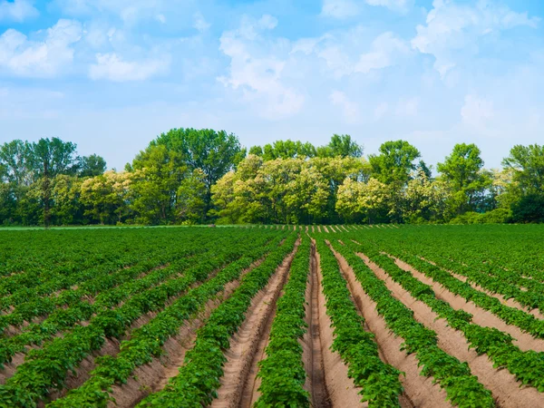 Young plants growing in furrows — Stock Photo, Image