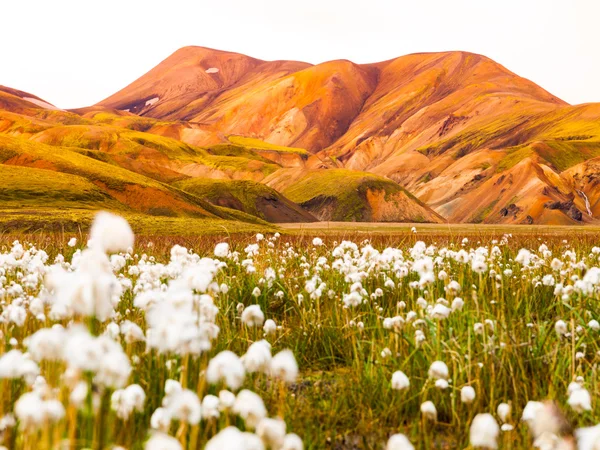 Campo de grama de algodão em montanhas icelândicas — Fotografia de Stock