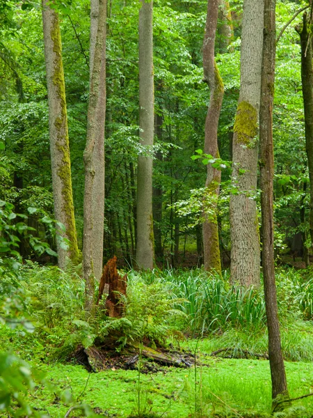 Беловежский лес — стоковое фото
